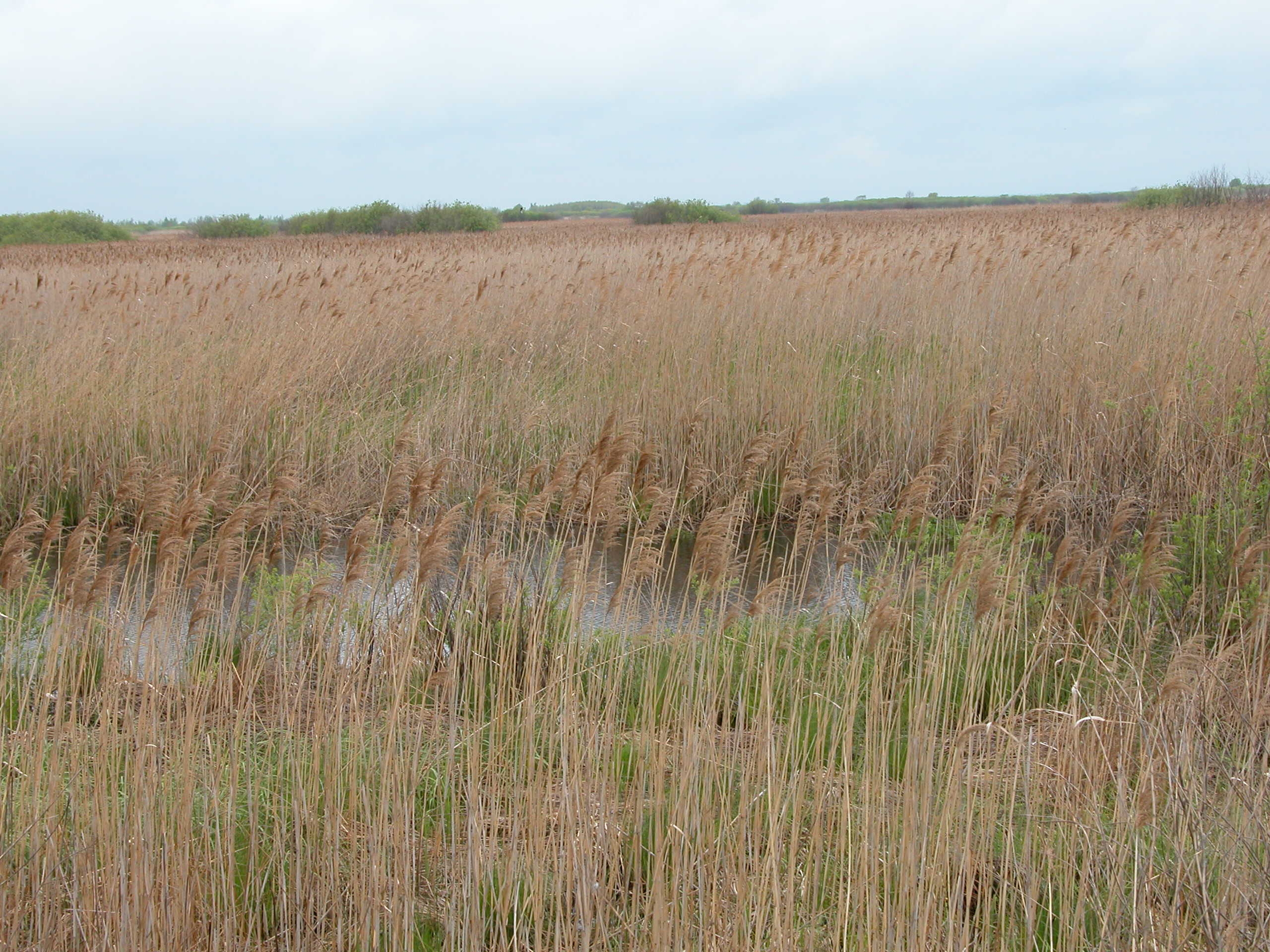 The considerable part of floodplain meadows are overgrown with reeds due to cessation of traditional use of the floodplain.